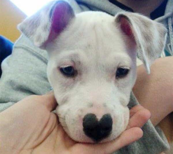 dog with heart shaped nose
